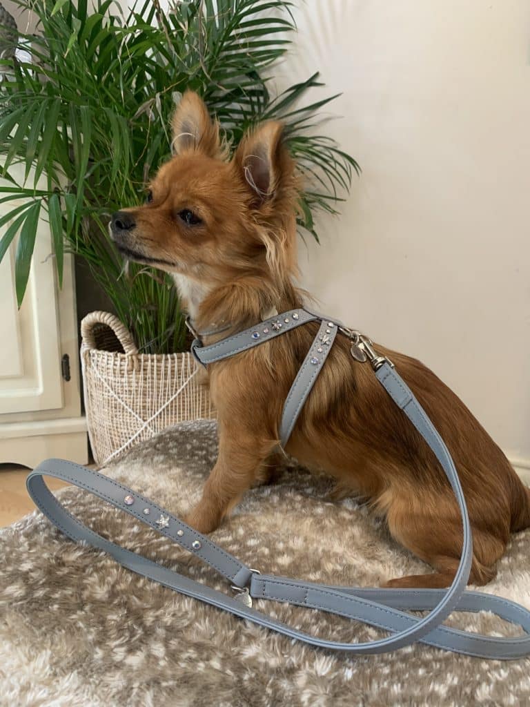 Chihuahua wearing embellished harness