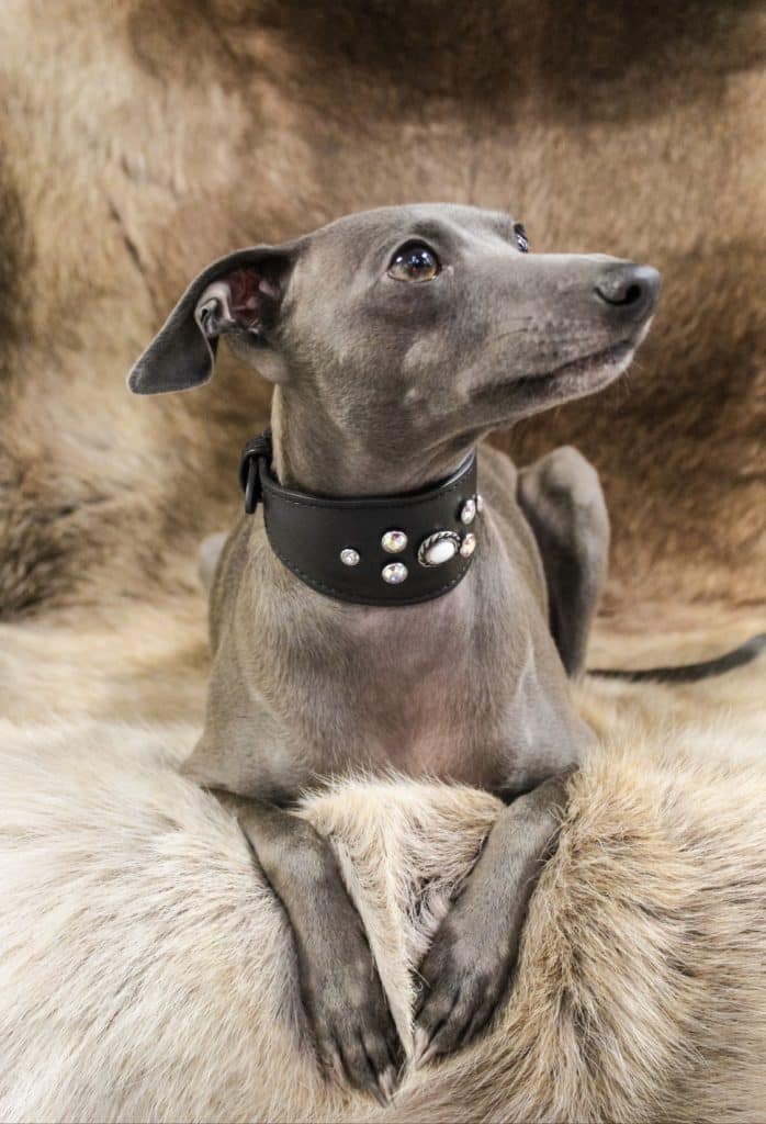 italian greyhound in embellished collar