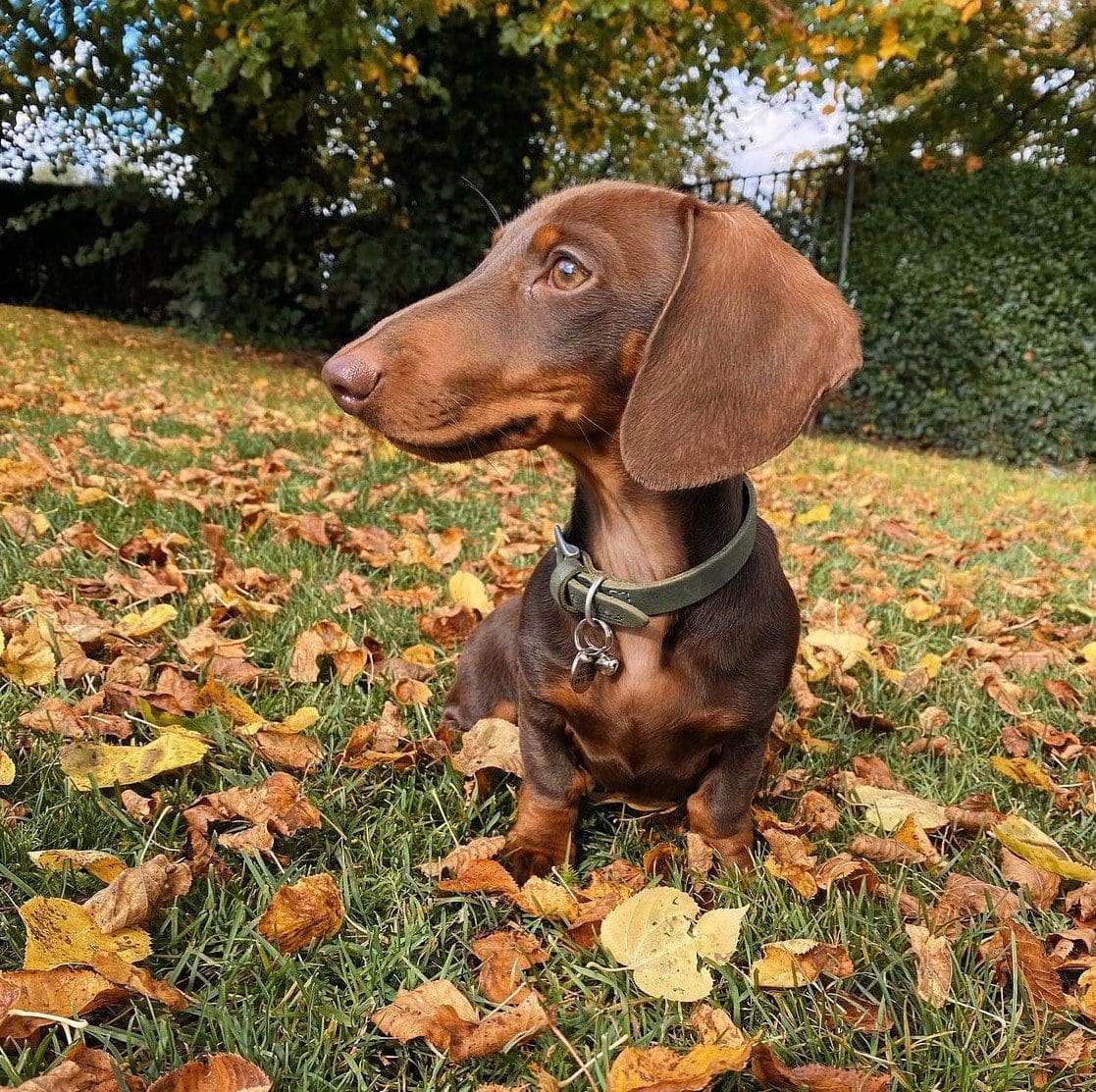 dachshund in autumn leaves