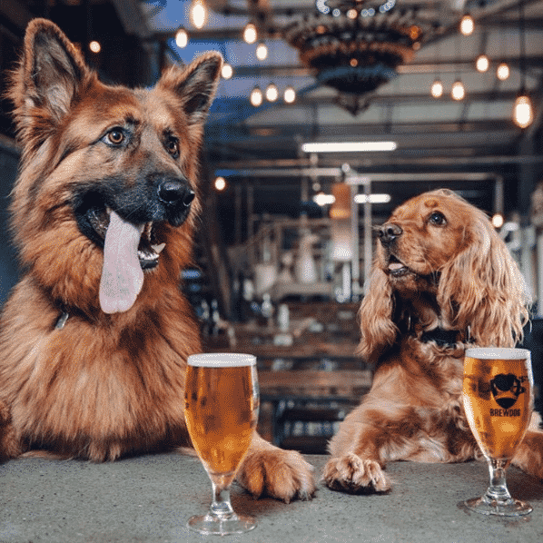 dogs in a Brewdog bar